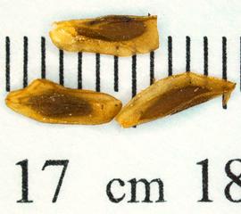   Seeds:   Forsythia suspensa ; Photo by N. Diaz, USDA APHIS PPQ, imageID.idtools.org
